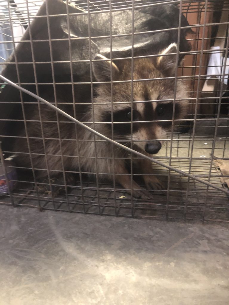 Raccoon caught in live trap