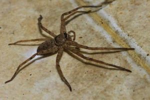 Wolf spider