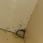 ants in kitchen