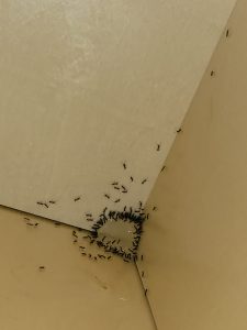 how to get rid of ants