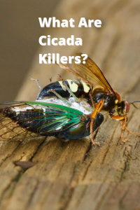 Cicada Killers