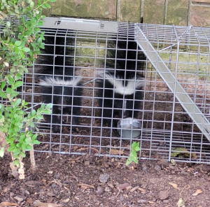 skunk removal