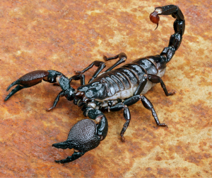 Scorpion