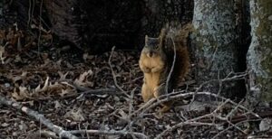 Squirrel removal in dallas