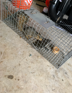 squirrel in live trap