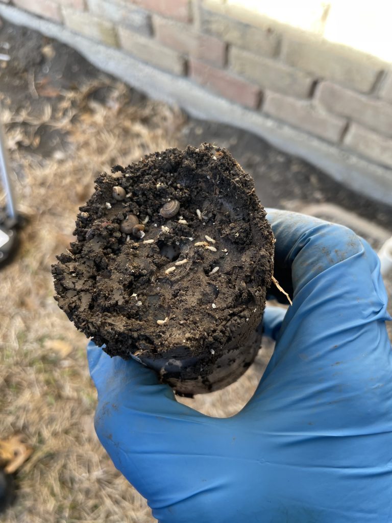 Pest Control Rockwall Instant Relief From Local Rockwall Pest Control