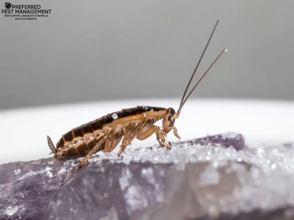 Close-up of a German cockroach on a countertop surface with food debris, a common pest issue in commercial kitchens across Dallas-Fort Worth