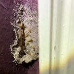 termite infestation