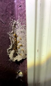 termite infestation