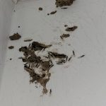 subterranean termite swarm