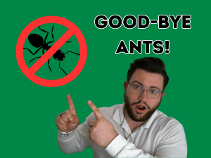 ant control