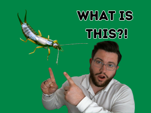 what is a earwig?