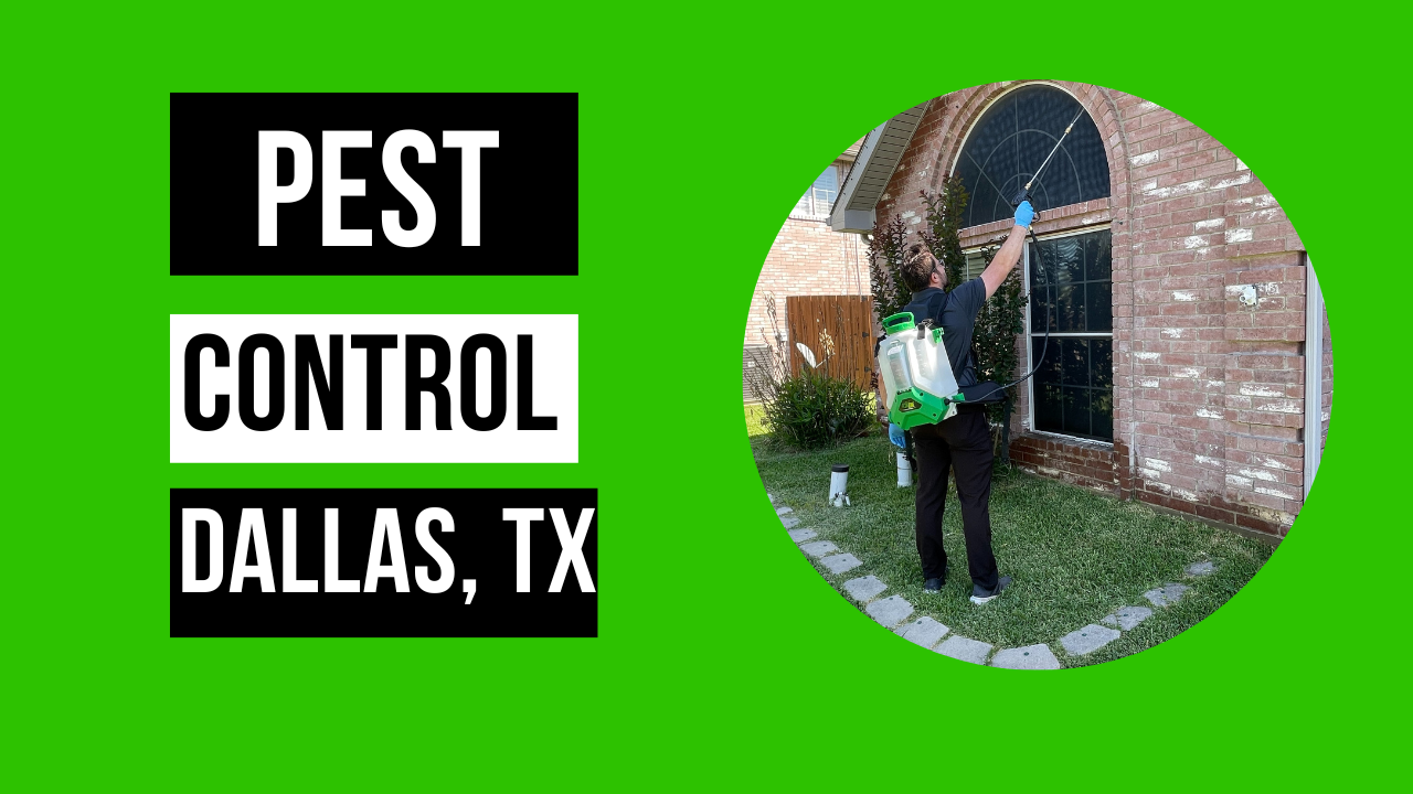 Where Do Insects Go in The Winter in Dallas? Preferred Pest
