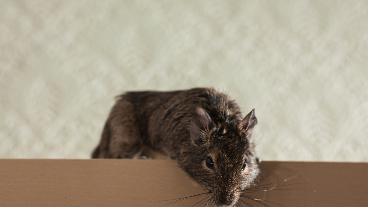 rat exterminator plano