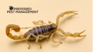 pest control for scorpions