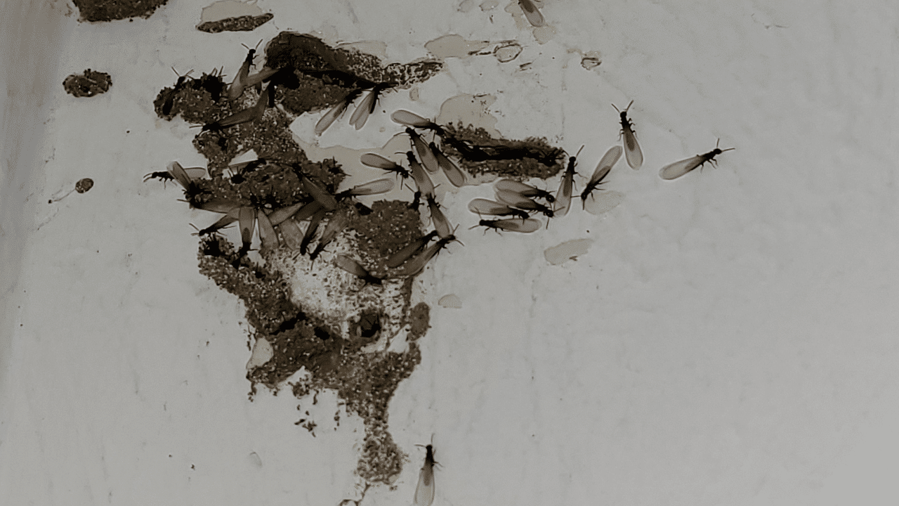 termite swarm damage