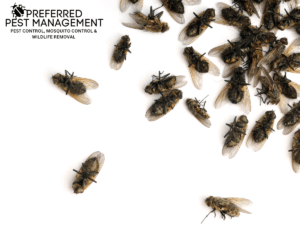 how to get rid of flies