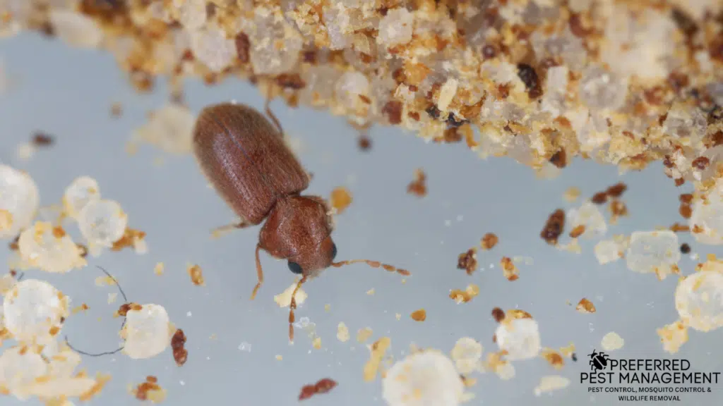 drugstore beetle
