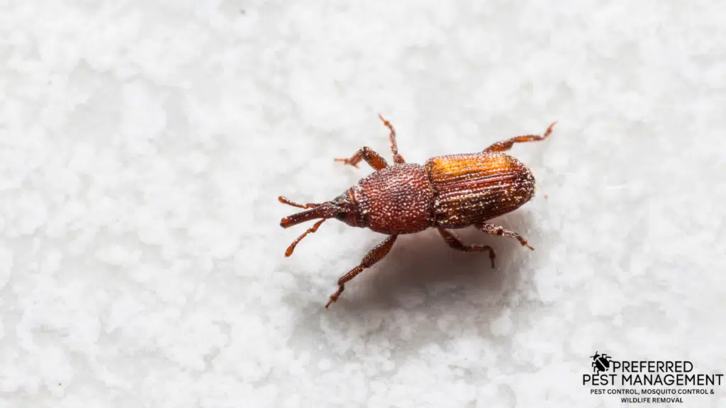 weevil