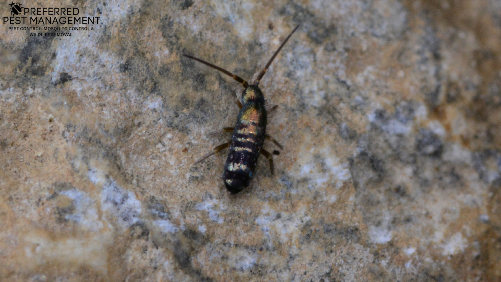springtail