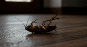 Image showing a dead roach in the kitchen of a Dallas Home after treatment by Preferred Pest Management,