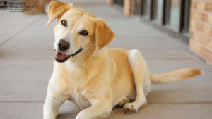 pet friendly pest control