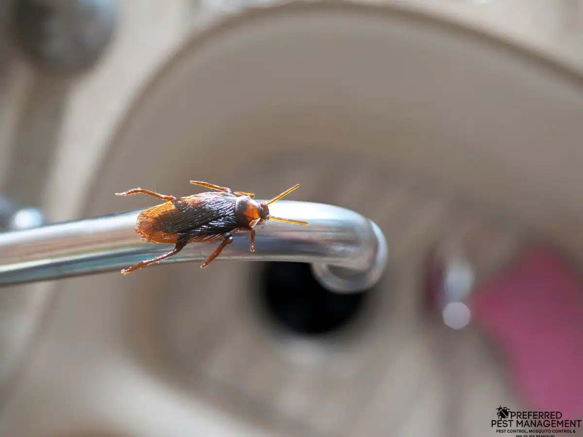 Close-up of a cockroach in a Richardson, TX home — a common pest requiring regular pest control treatments
