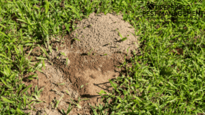 fire ant treatment