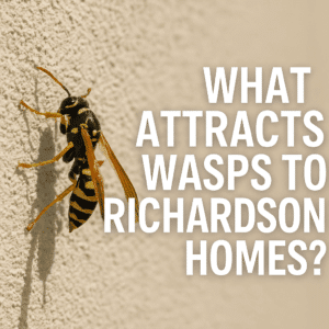 what attracts wasps