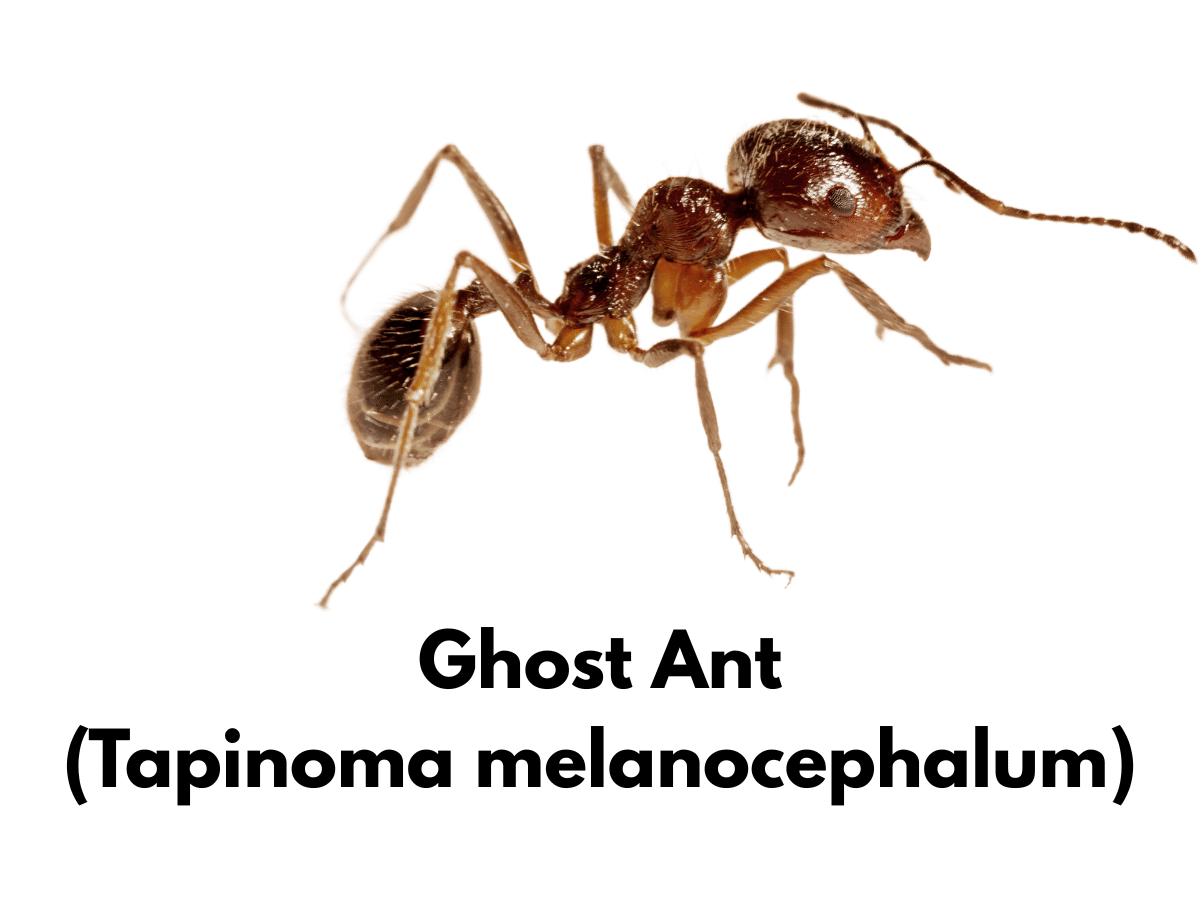 what is a ghost ant?