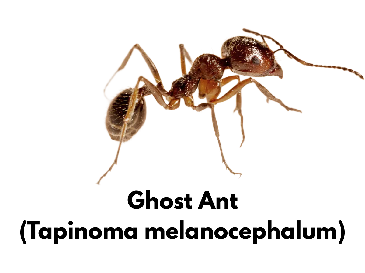 what is a ghost ant?