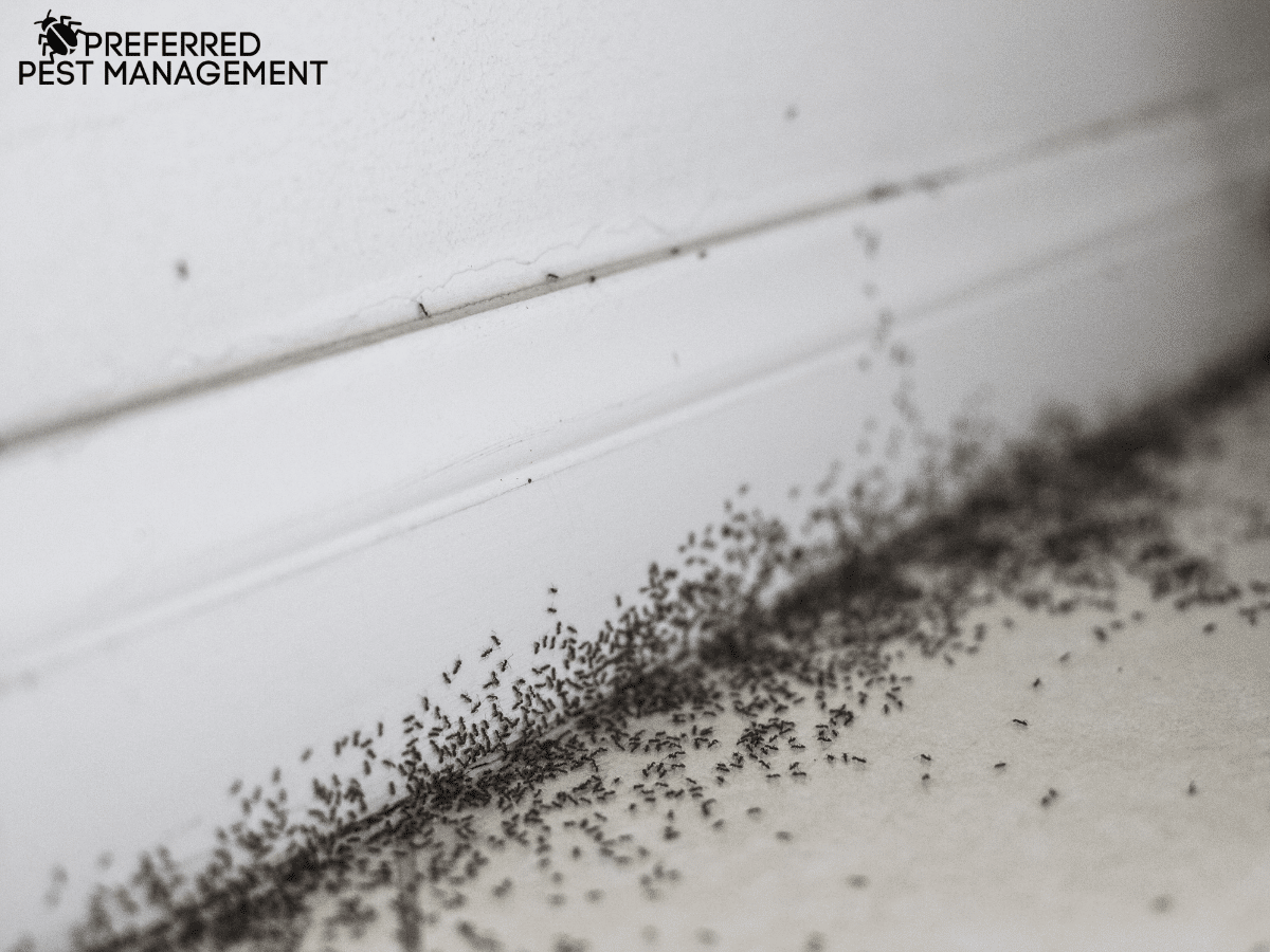 signs of rover ants