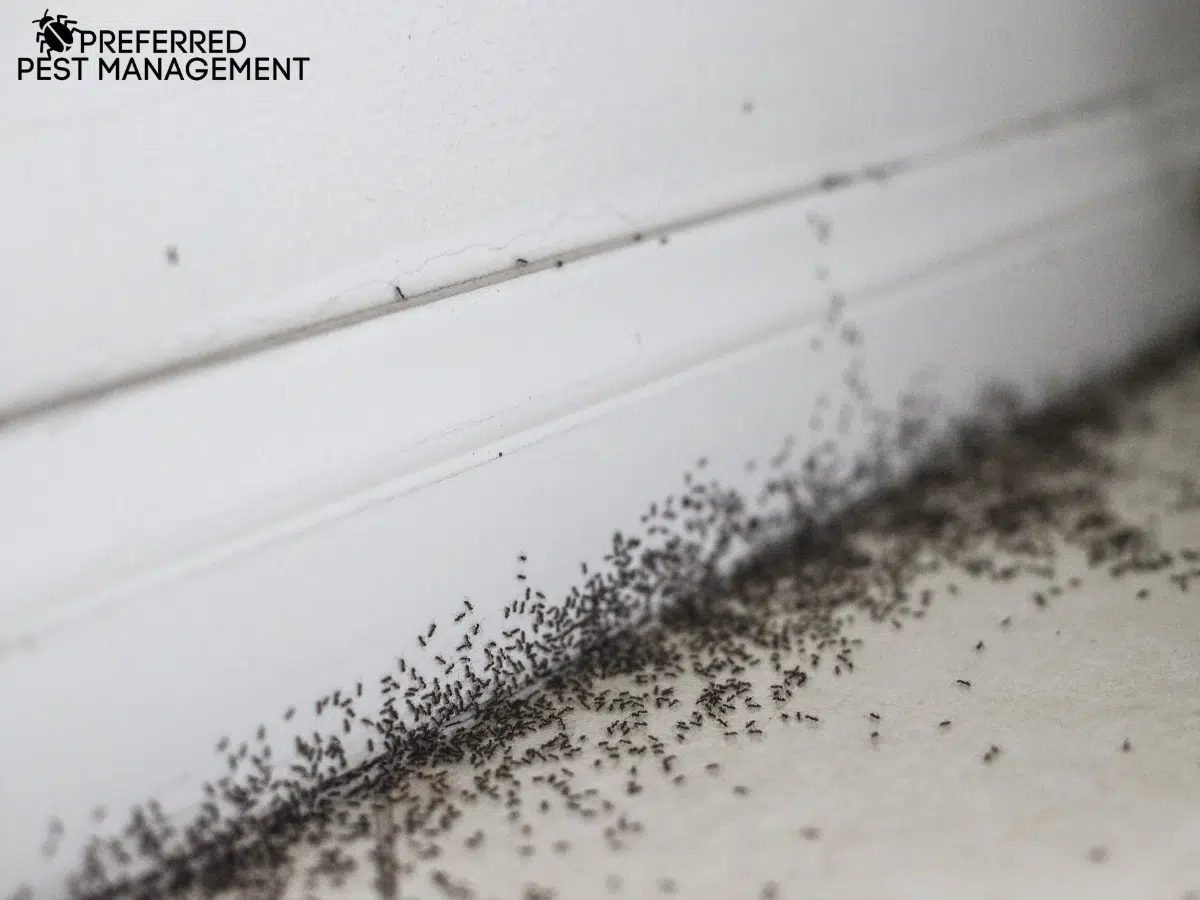 signs of rover ants
