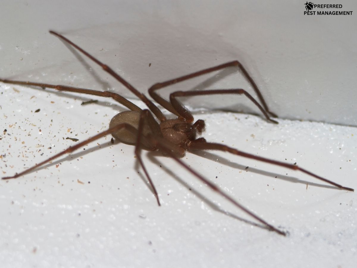 Brown recluse spider found inside a Richardson, TX home – Preferred Pest Management spider control service