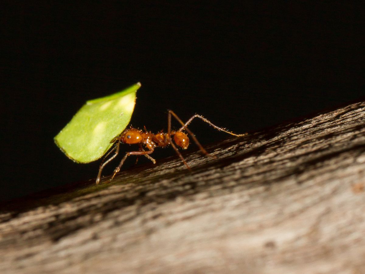 Leaf cutter ant carrying leaf fragment on tree branch in Richardson, TX