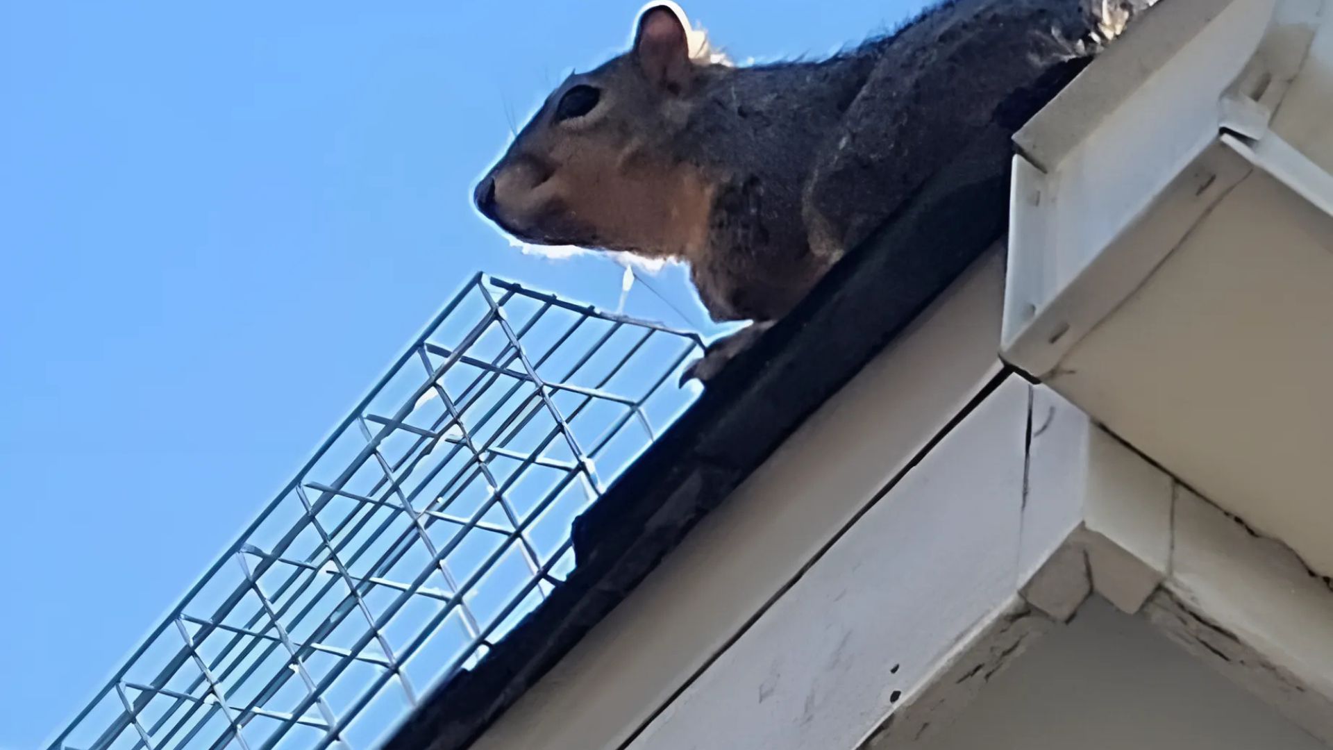 Squirrel sitting on roof near one-way exclusion trap during DFW attic removal process