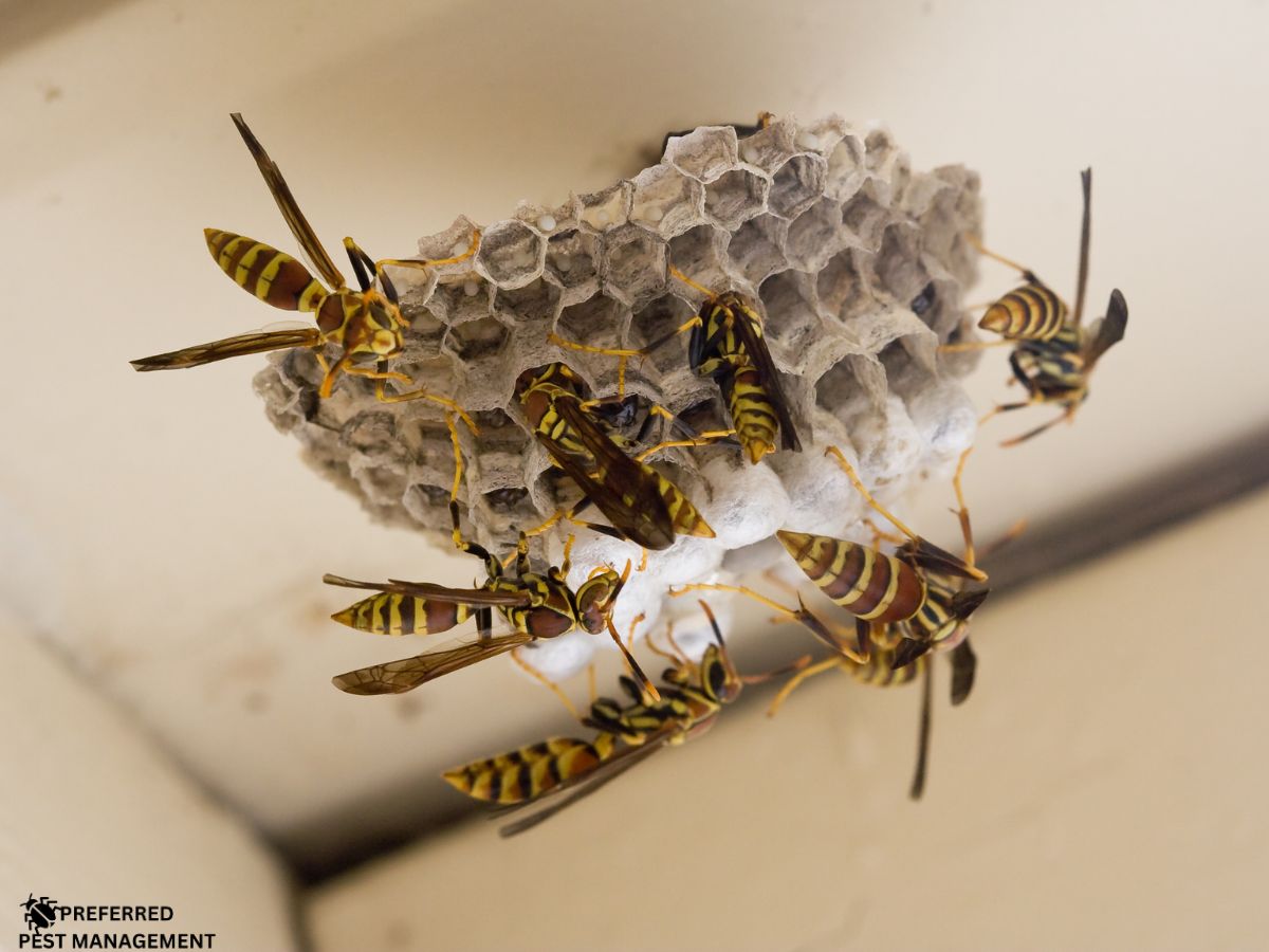 best wasp removal company near you: Preferred Pest Management