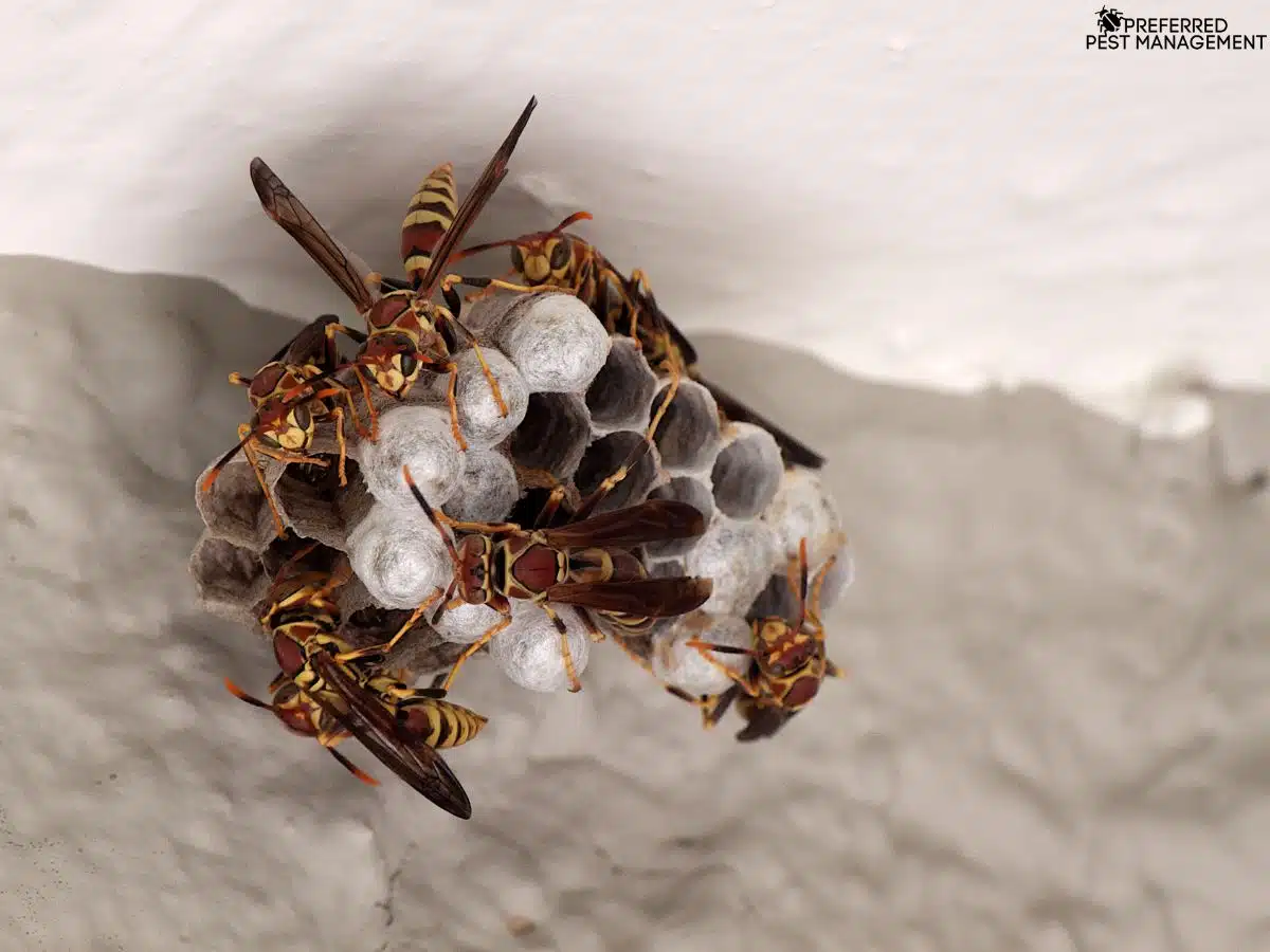 wasp nest removal at a home in Plano, TX backyard