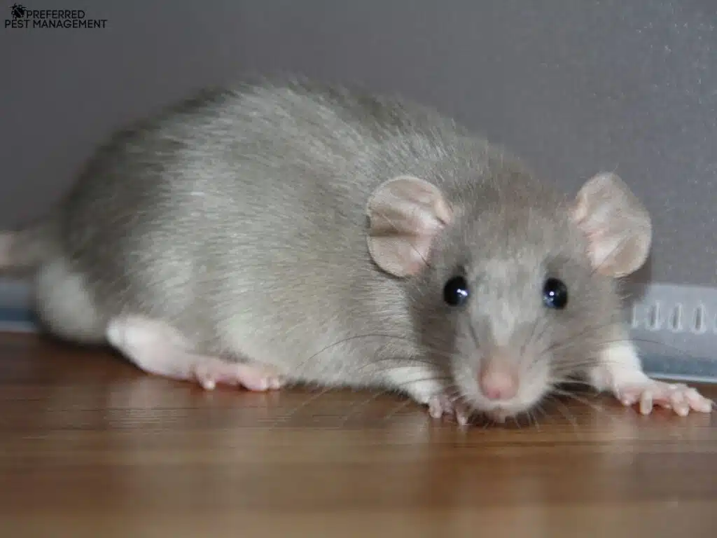 Close-up of a gray rat on a hardwood floor inside a Richardson TX home