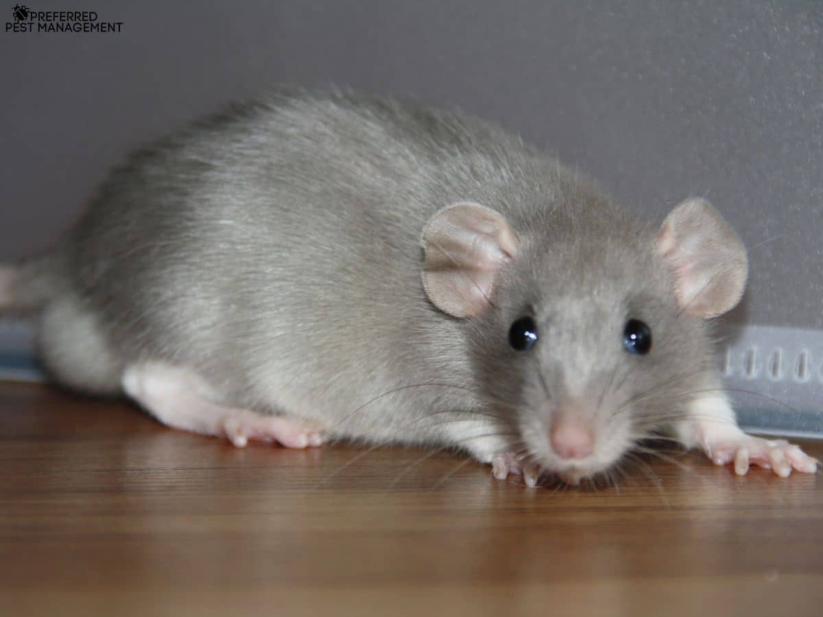 Close-up of a gray rat on a hardwood floor inside a Richardson TX home