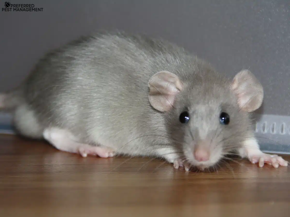 Close-up of a gray rat on a hardwood floor inside a Richardson TX home