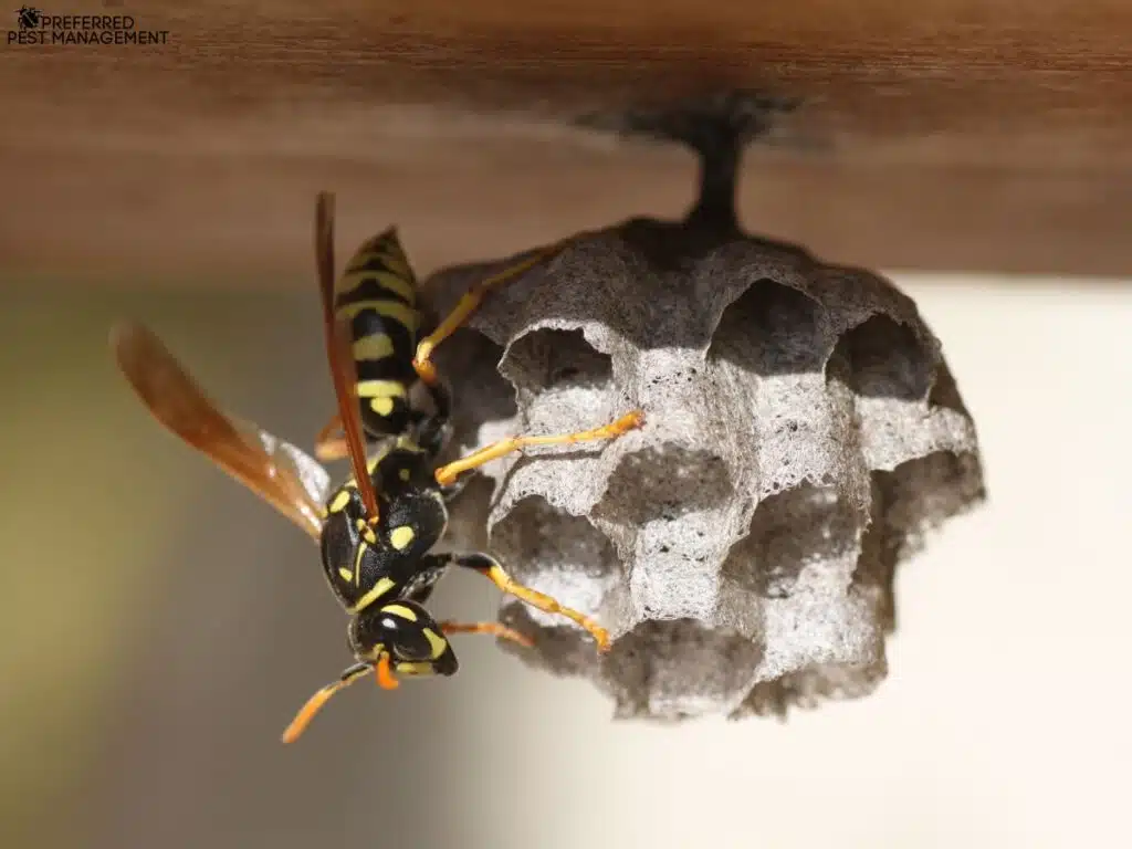 Paper wasp on an open comb nest under an eave at a Richardson TX home
