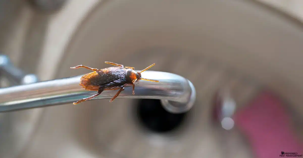 Close-up of a cockroach on a kitchen sink handle inside a Richardson TX home before professional pest control by Preferred Pest Management