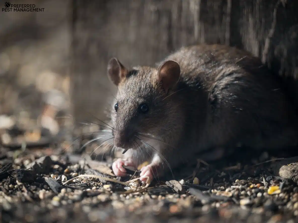 Rat removal specialist inspecting attic in Frisco, TX home