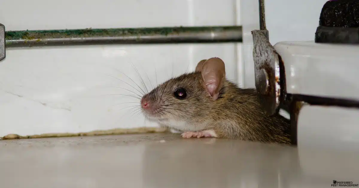 Close-up of a rat hiding behind a kitchen appliance in a Garland TX home