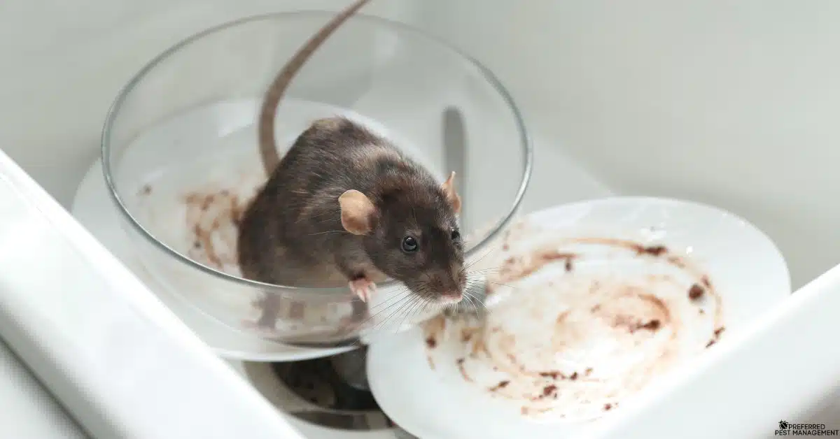 Rat on a dirty kitchen dish in a Murphy TX home before professional rat removal by Preferred Pest Management