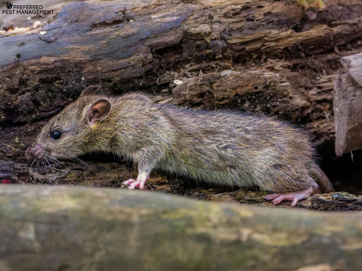 Close-up of a rat near a home in Rockwall TX before professional rat removal and exclusion by Preferred Pest Management