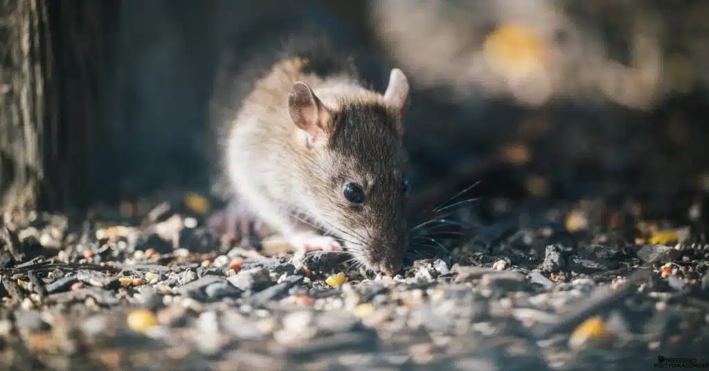 Close-up of a rat foraging outdoors near a home in Sachse TX before professional rat removal by Preferred Pest Management