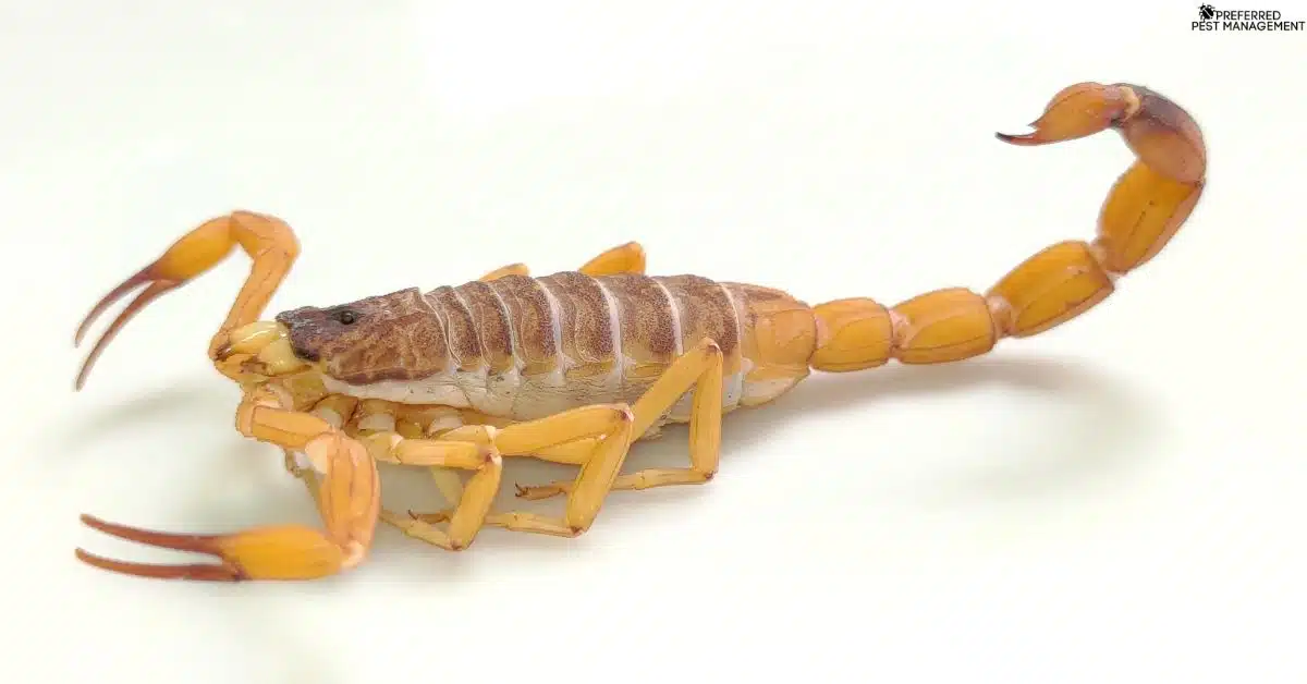 Striped bark scorpion found during inspection in Royse City, TX home.