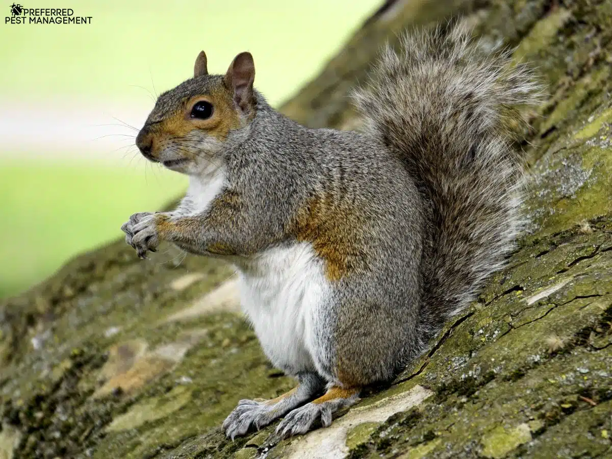 Gray squirrel sitting on tree trunk in Dallas TX, Preferred Pest Management squirrel removal service